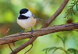 Chickadee On A Branch_52014